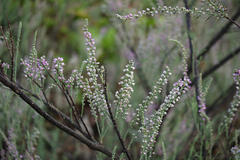 Tamarix ericoides